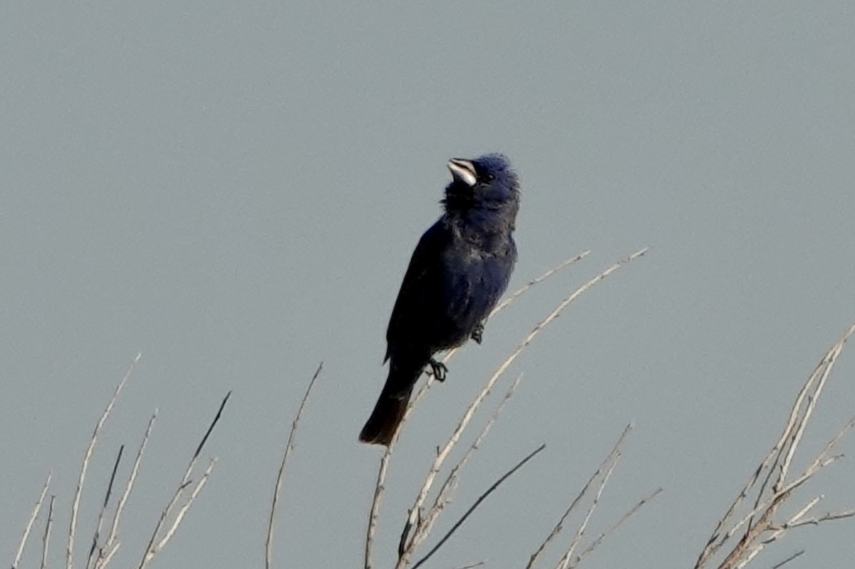 Blue Grosbeak - Sara Griffith