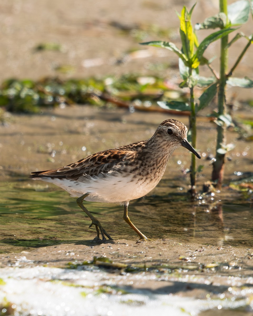 Least Sandpiper - ML619504244