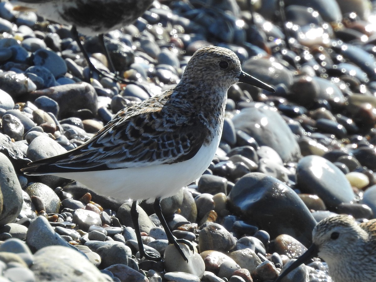 Sanderling - Mike Ferguson