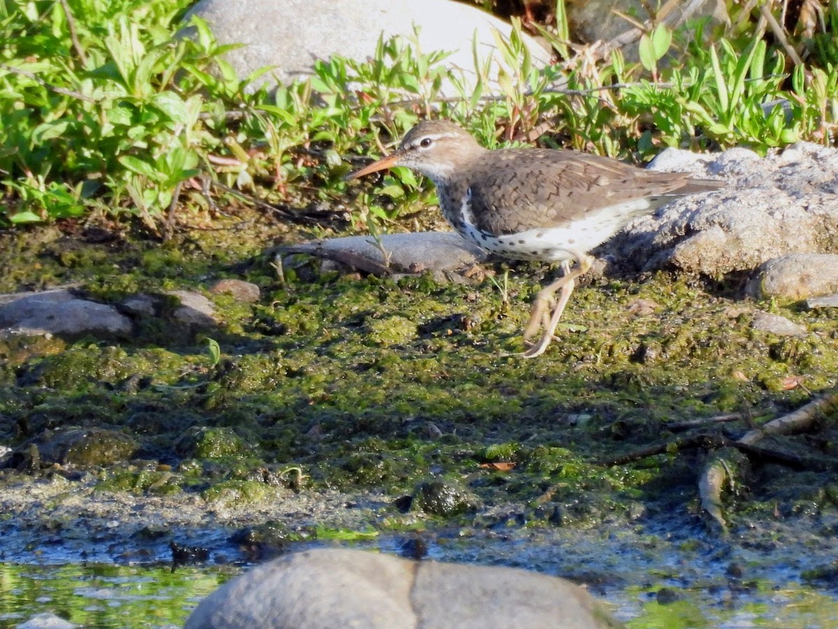 Spotted Sandpiper - patricia kuzma sell