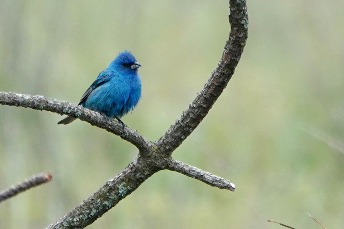 Indigo Bunting - Steve Neely