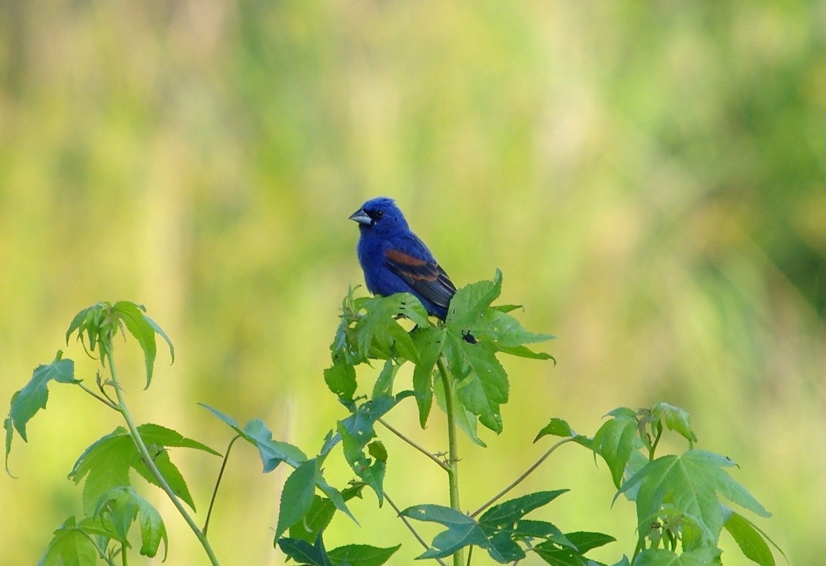 Blue Grosbeak - chuck gehringer