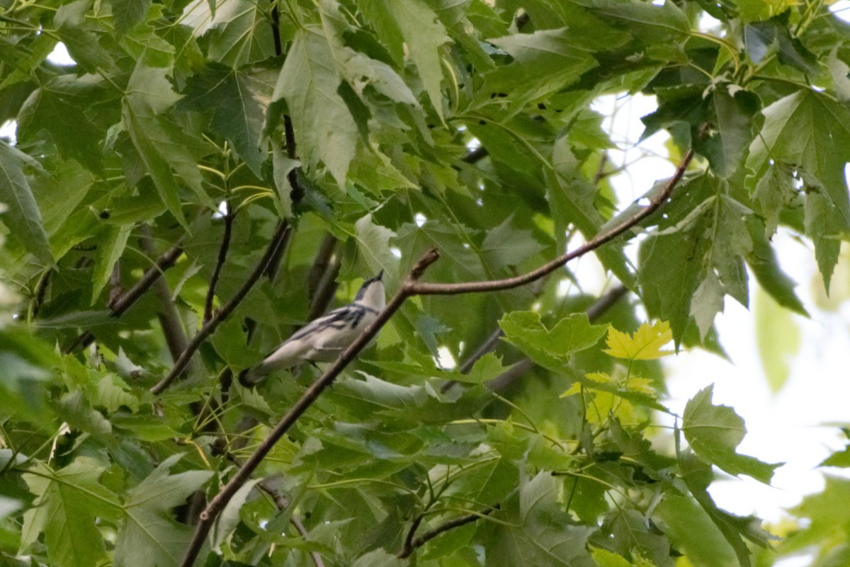 Cerulean Warbler - Alexandra Barath