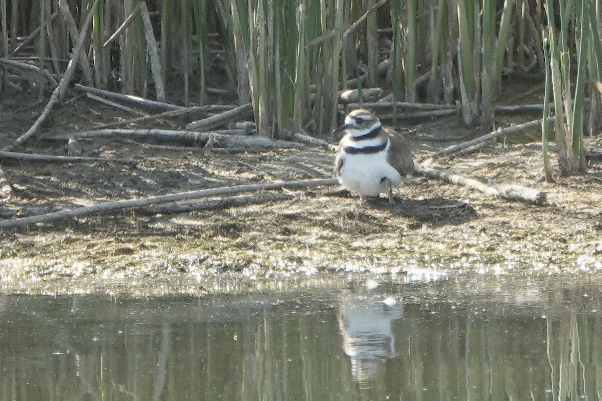 Killdeer - Sara Griffith