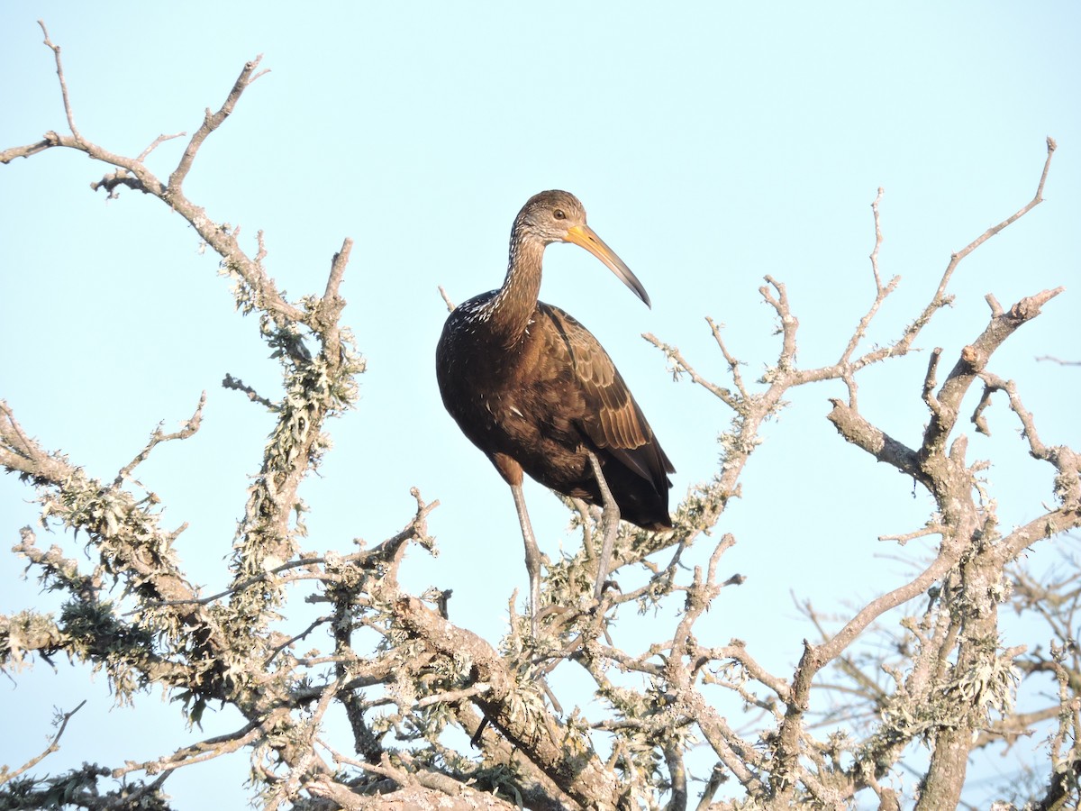 Limpkin - Más Aves