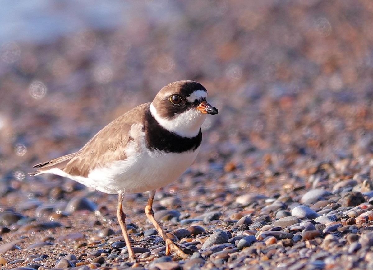 Semipalmated Plover - Mike Burkoski