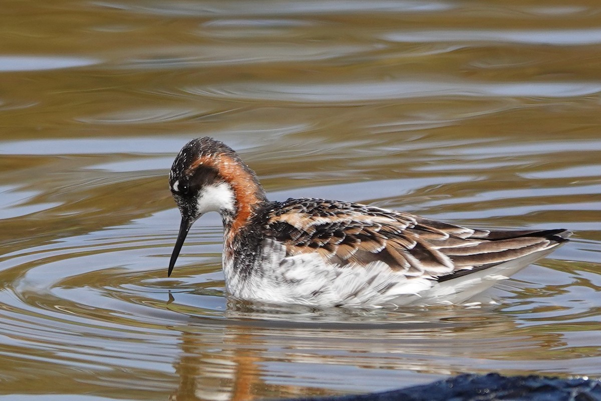 Red-necked Phalarope - Cindy Cummings