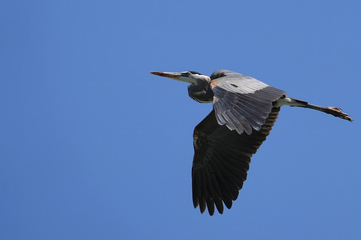 Great Blue Heron - Kenneth Hillan