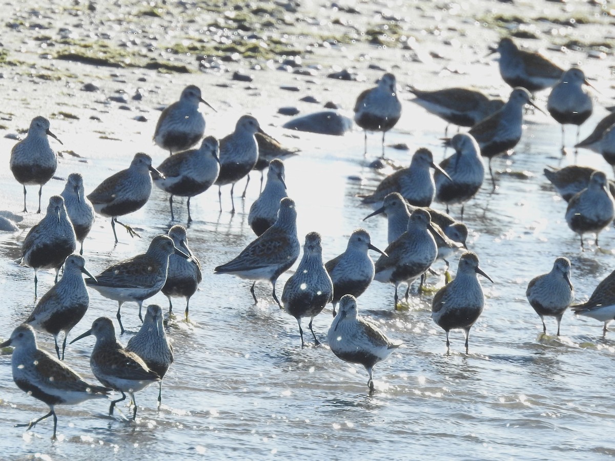 Dunlin - Mike Ferguson