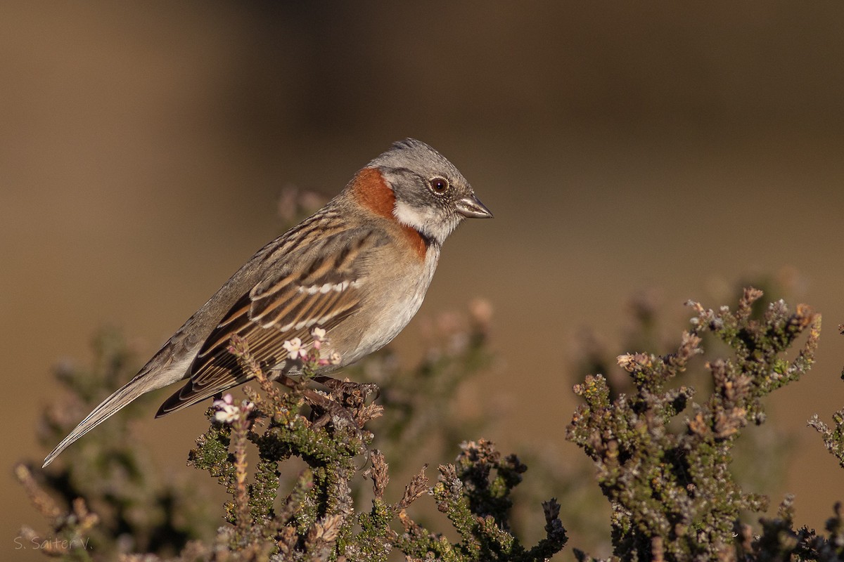 Rufous-collared Sparrow (Patagonian) - Sebastián Saiter Villagrán