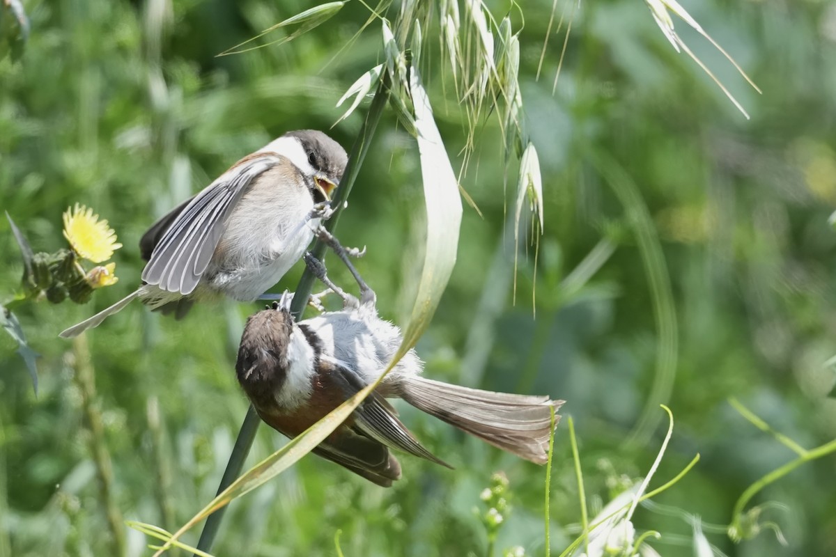 Chestnut-backed Chickadee - Kenneth Hillan