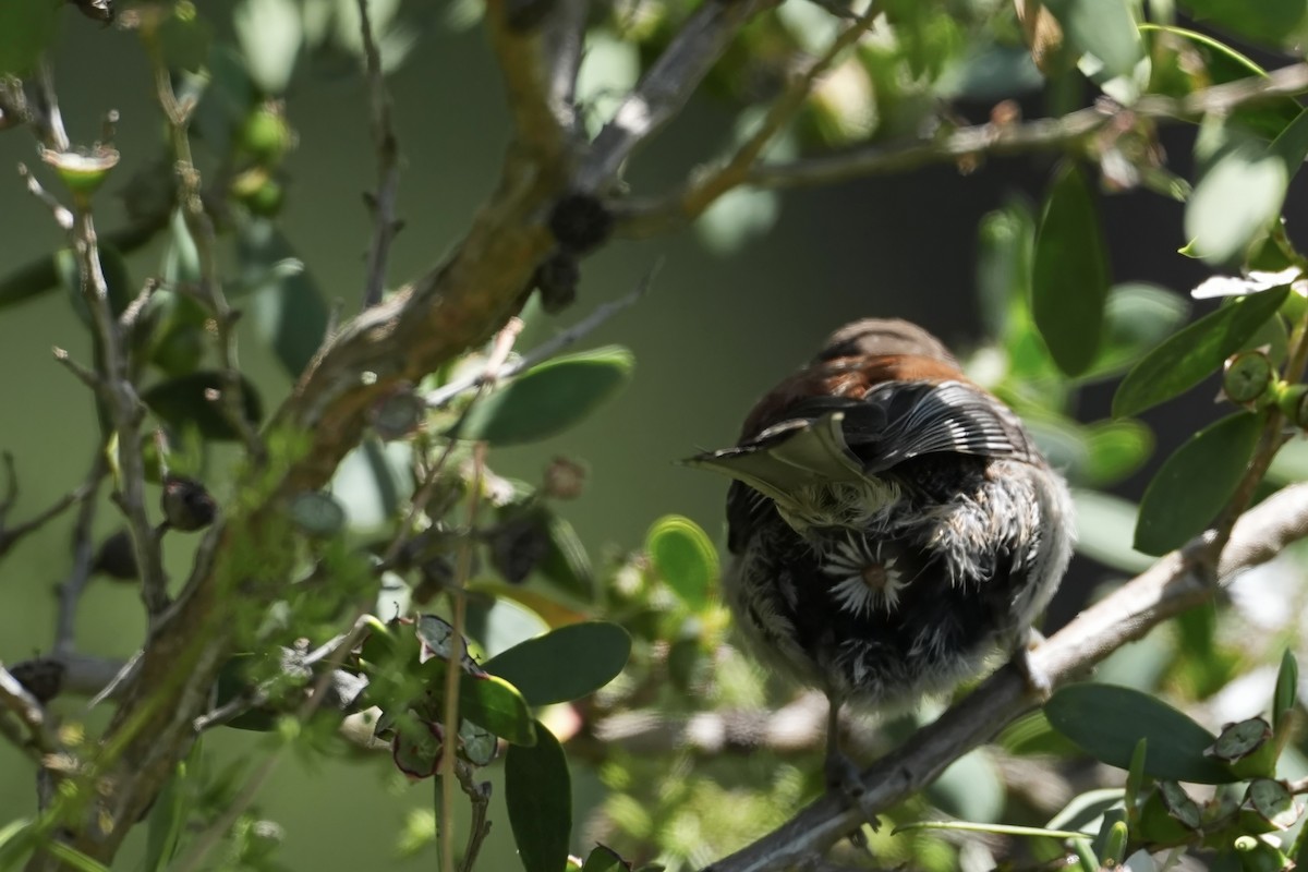 Chestnut-backed Chickadee - Kenneth Hillan