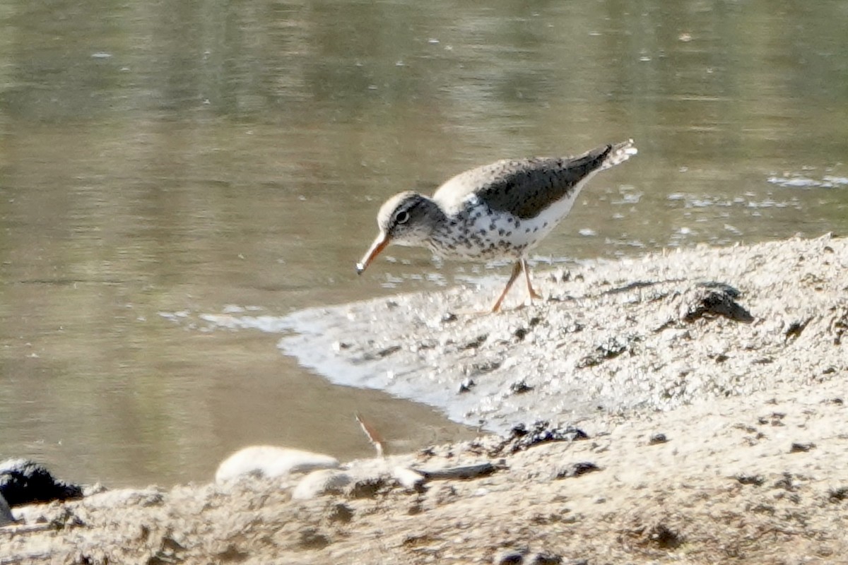 Spotted Sandpiper - Sara Griffith
