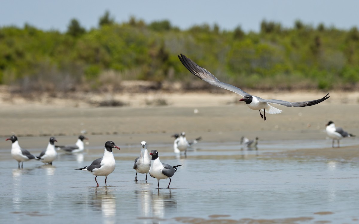 Laughing Gull - Atlee Hargis