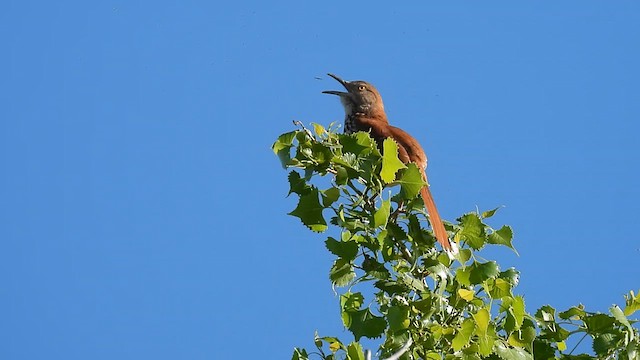 Brown Thrasher - ML619504287