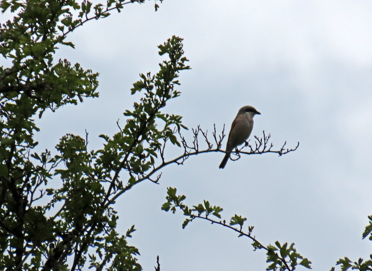 Red-backed Shrike - ML619504292