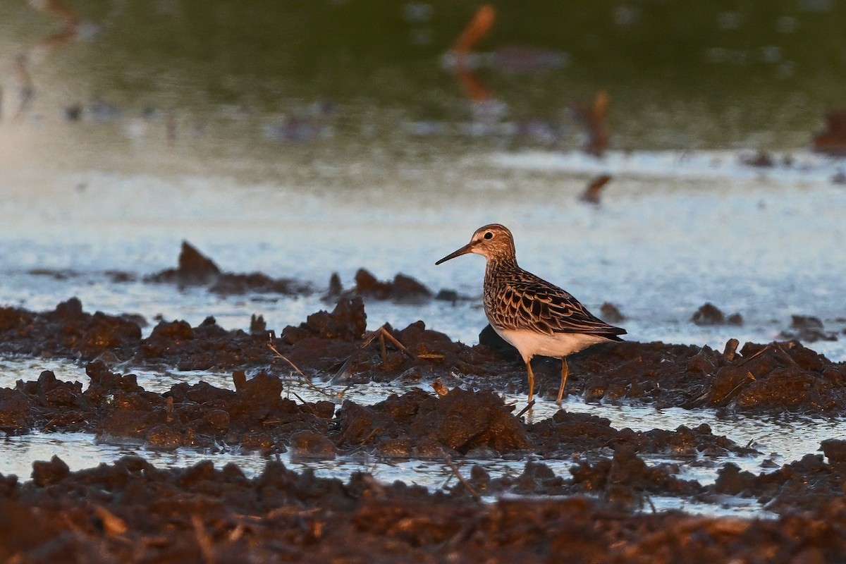 Pectoral Sandpiper - Vern Wilkins 🦉