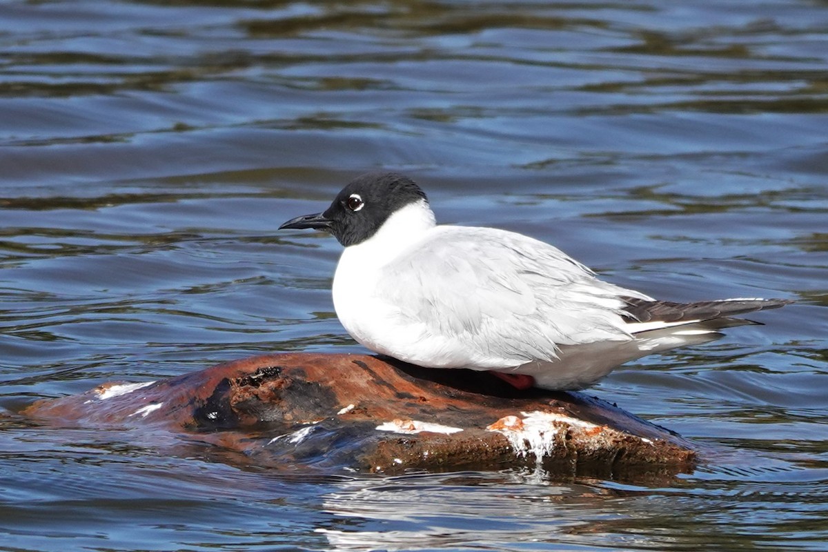 Bonaparte's Gull - Cindy Cummings