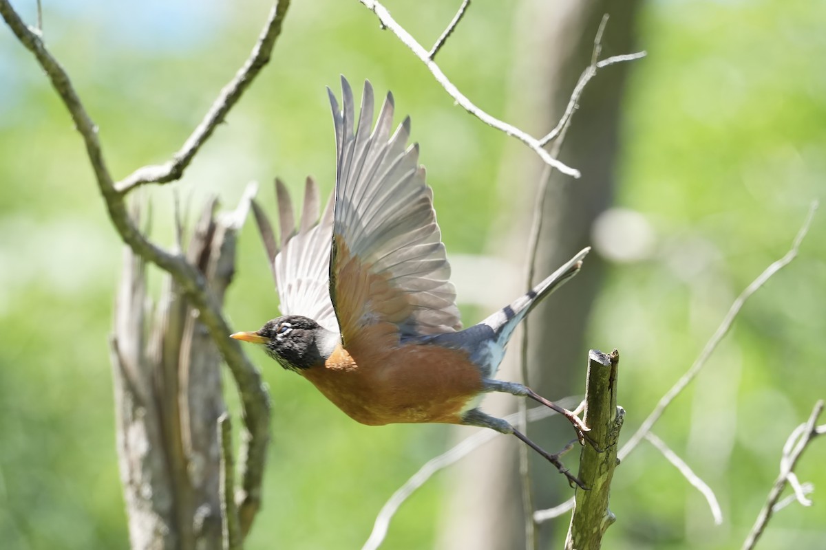 American Robin - Kenneth Hillan