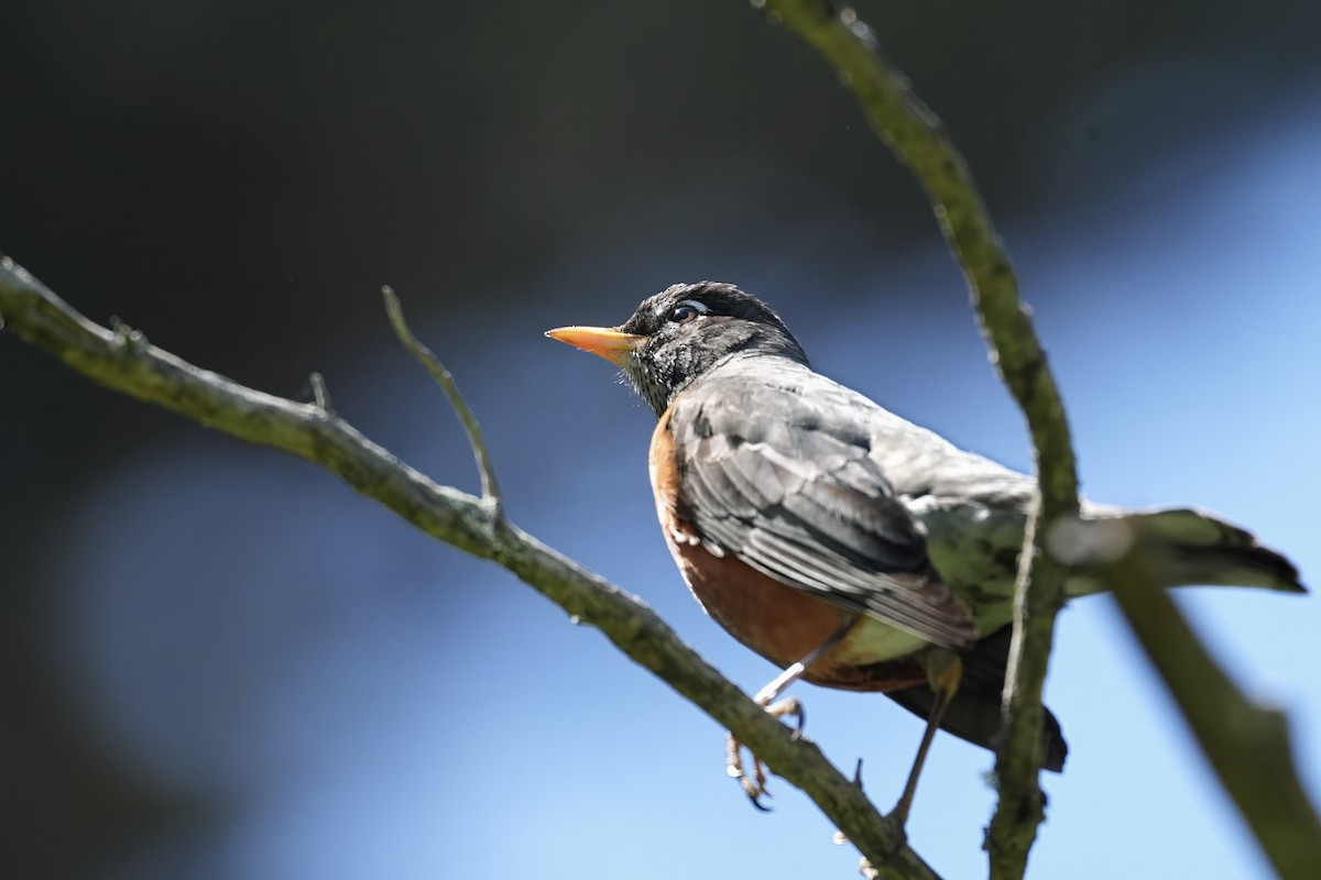 American Robin - Kenneth Hillan