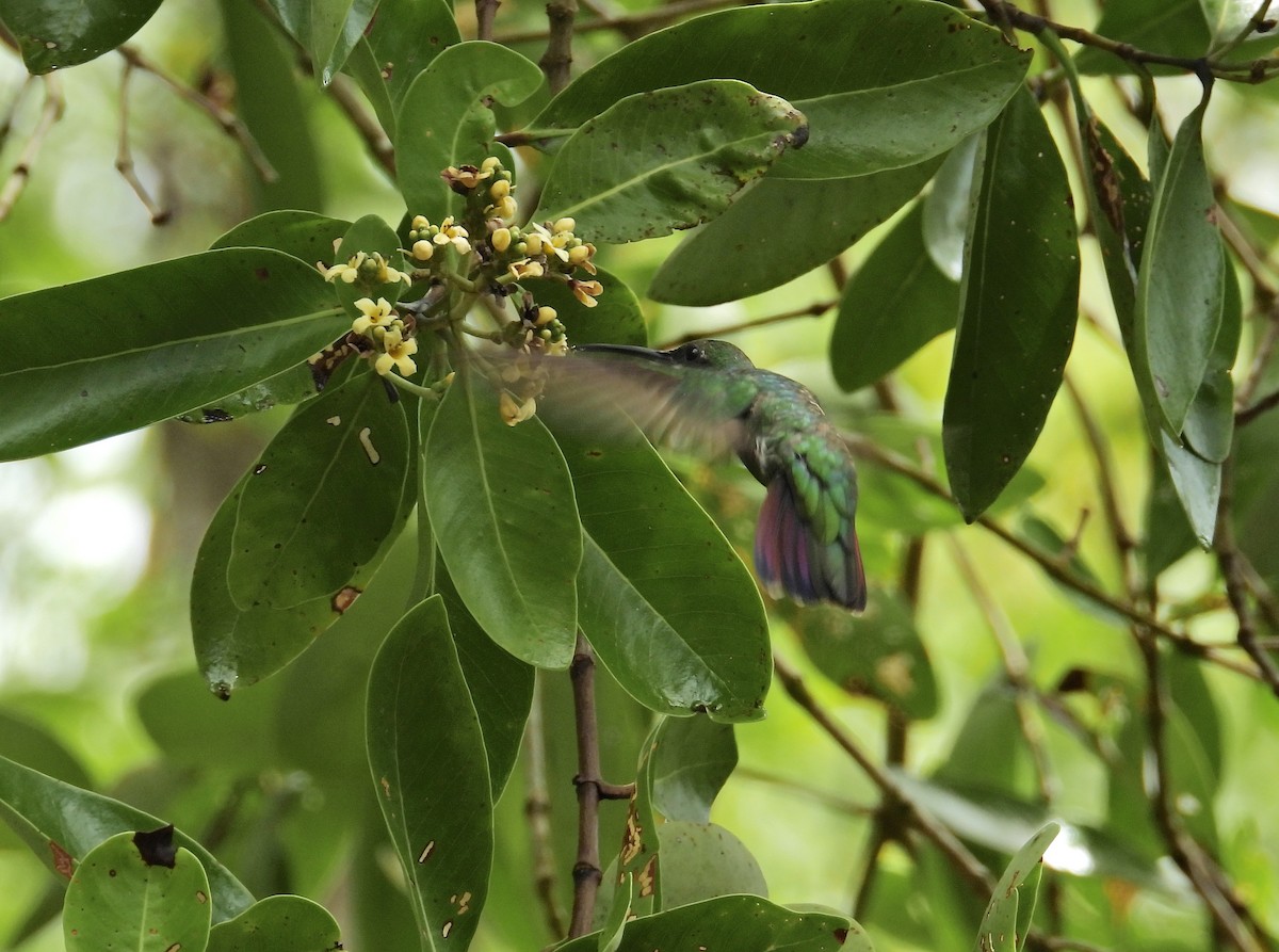 kolibřík lesklý - ML619504313