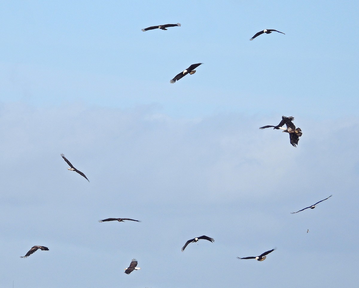 Bald Eagle - Jock McCracken