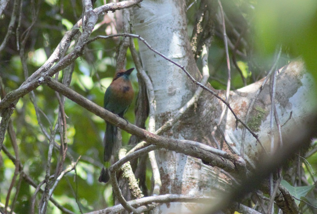 Broad-billed Motmot - Storm Borum