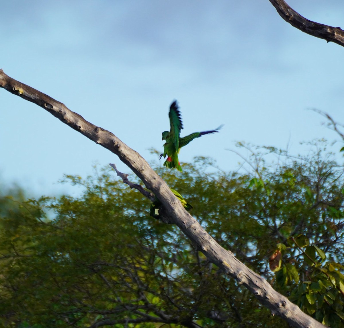 Yellow-crowned Parrot - Clare Sammells