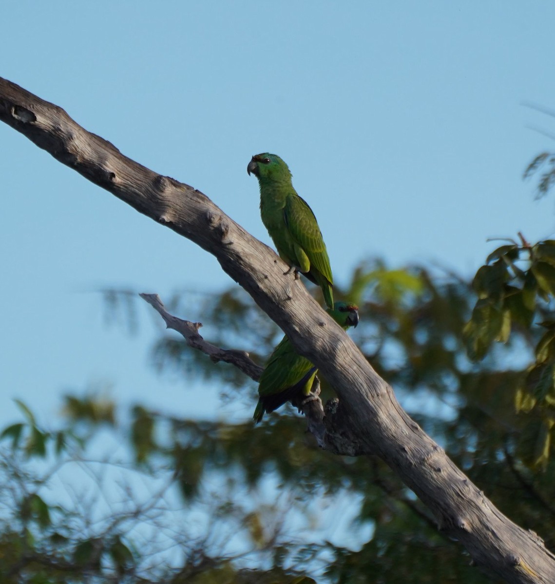 Yellow-crowned Parrot - Clare Sammells