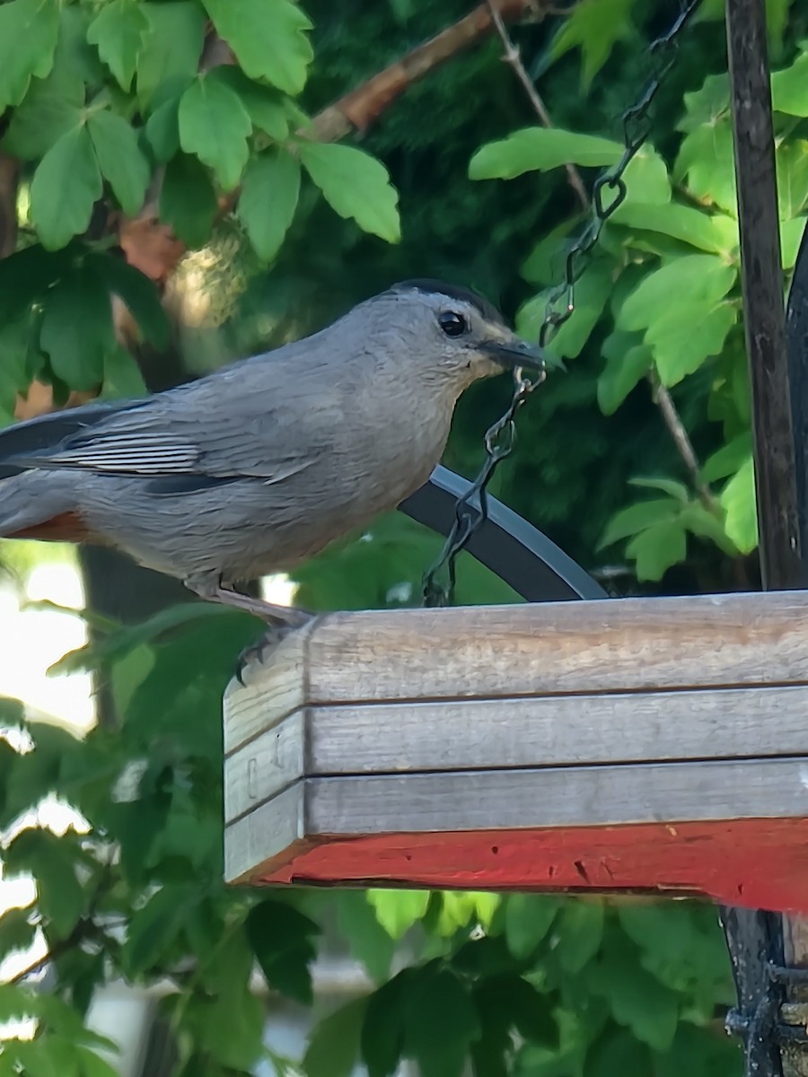 Gray Catbird - Scott Harp