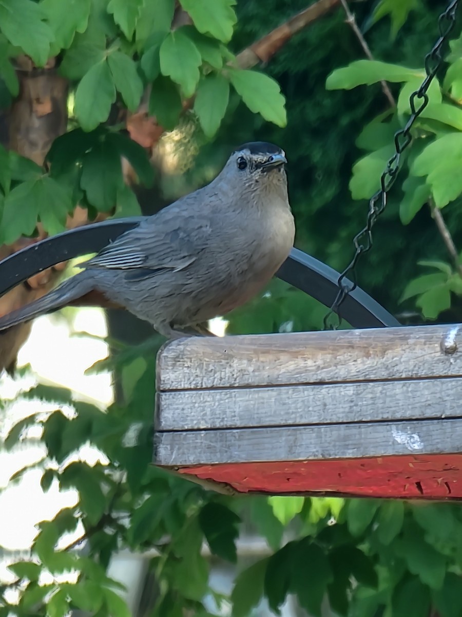 Gray Catbird - Scott Harp