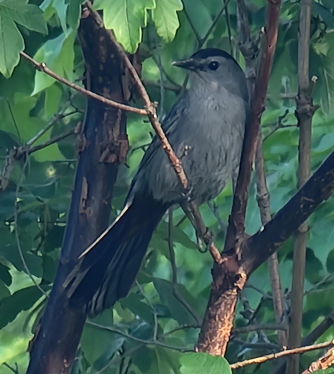 Gray Catbird - Scott Harp