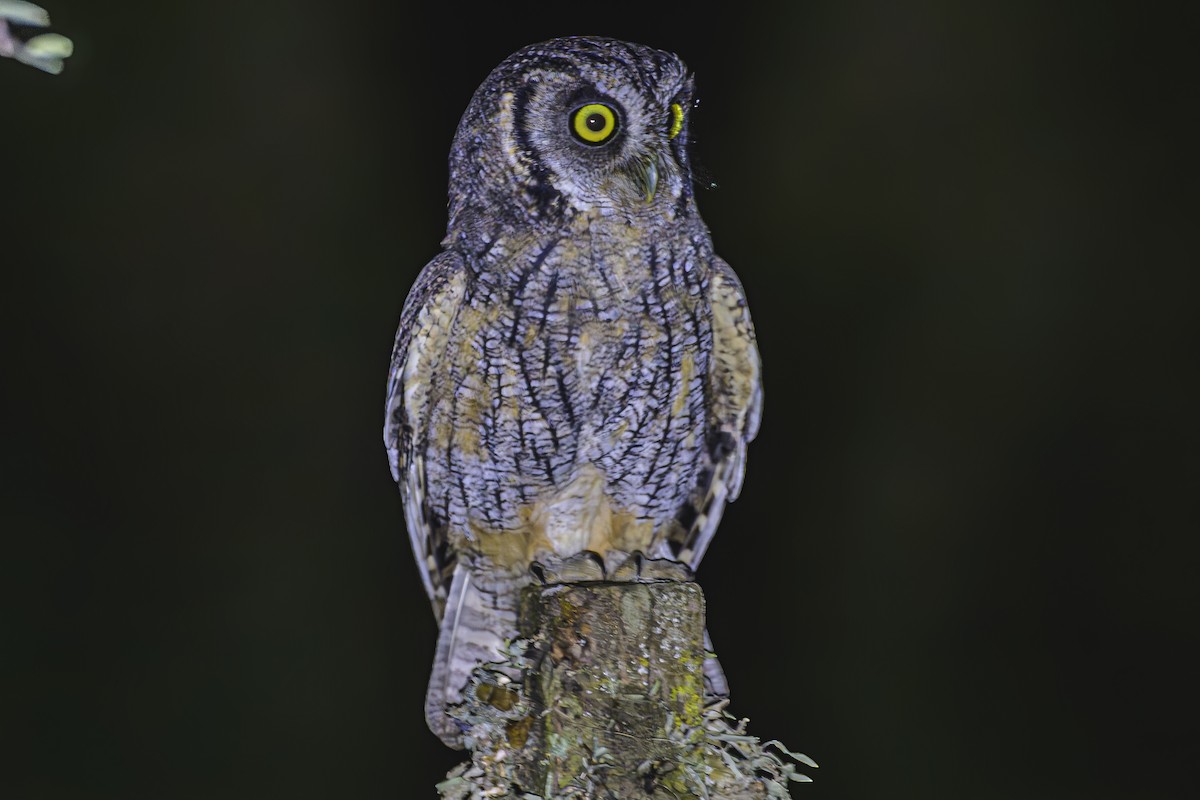 Tropical Screech-Owl - Amed Hernández