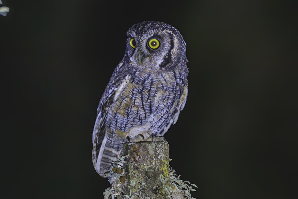 Tropical Screech-Owl - Amed Hernández