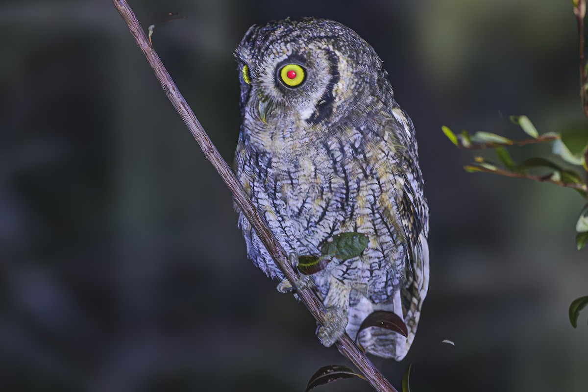 Tropical Screech-Owl - Amed Hernández