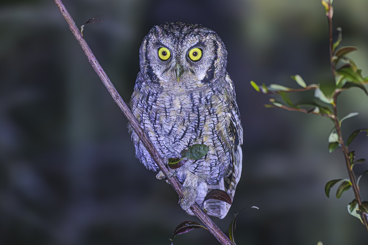 Tropical Screech-Owl - Amed Hernández