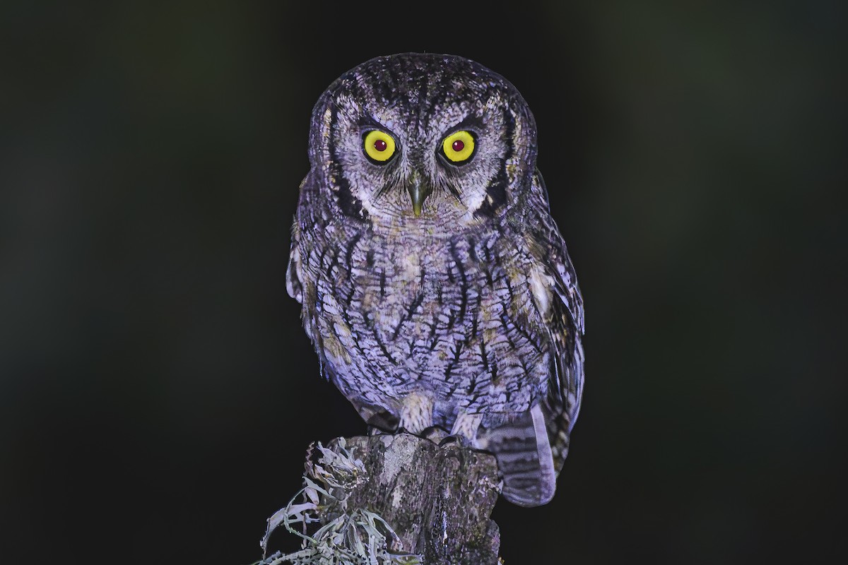 Tropical Screech-Owl - Amed Hernández