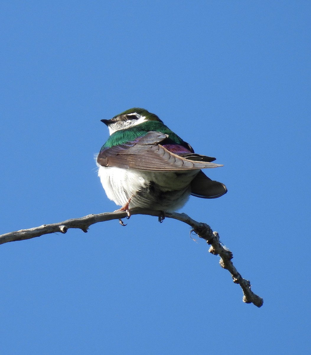 Violet-green Swallow - Jay Breidt