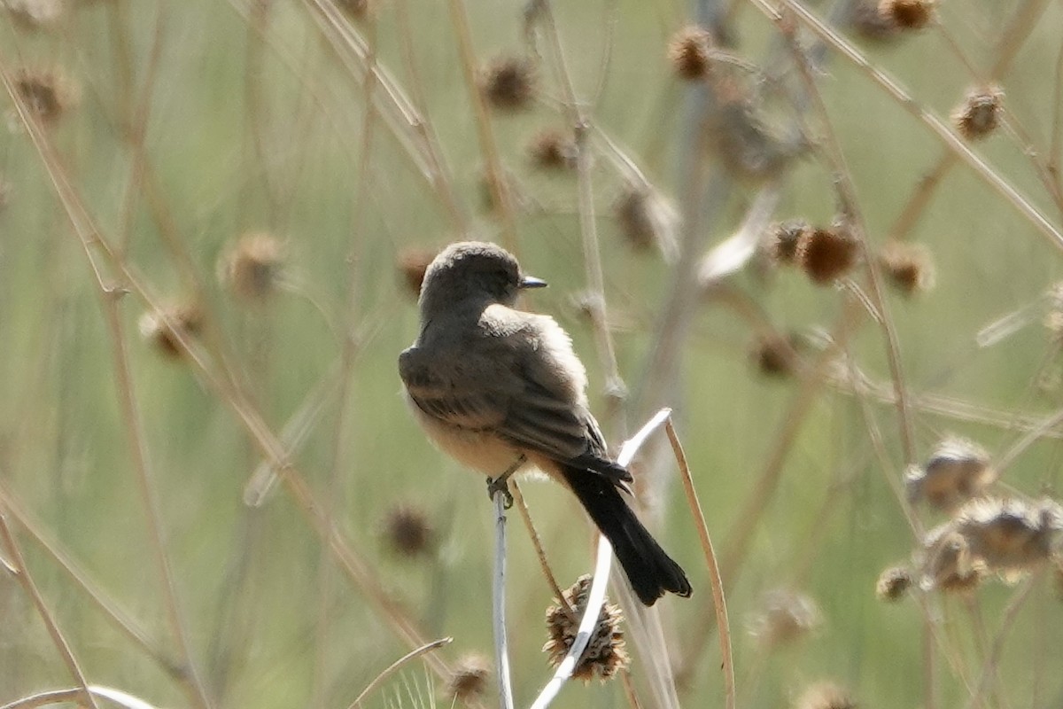 Say's Phoebe - Sara Griffith