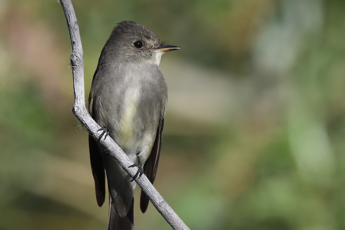 Western Wood-Pewee - Loren Wright