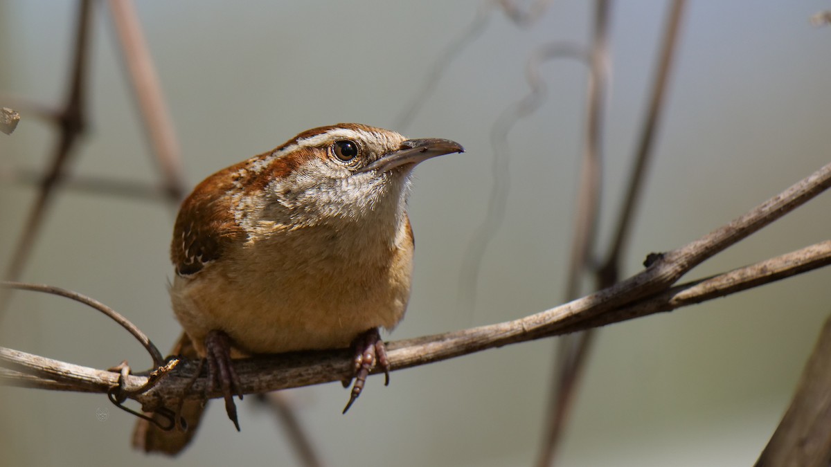 Carolina Wren - Bob Izumi