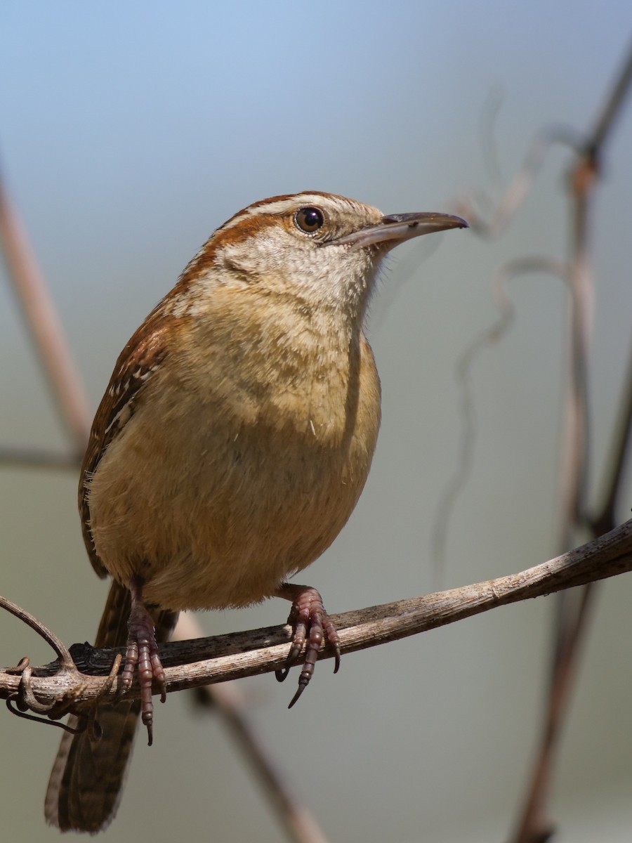 Carolina Wren - Bob Izumi