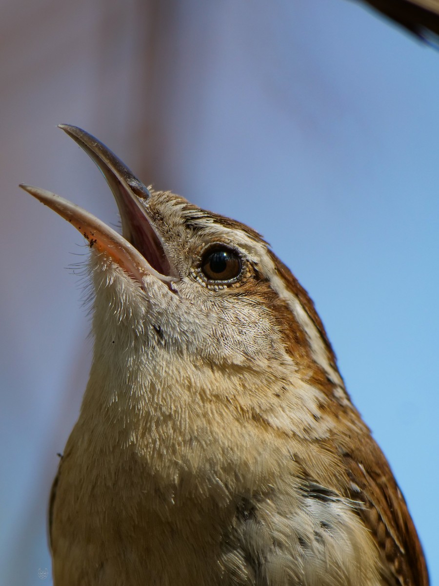 Carolina Wren - Bob Izumi