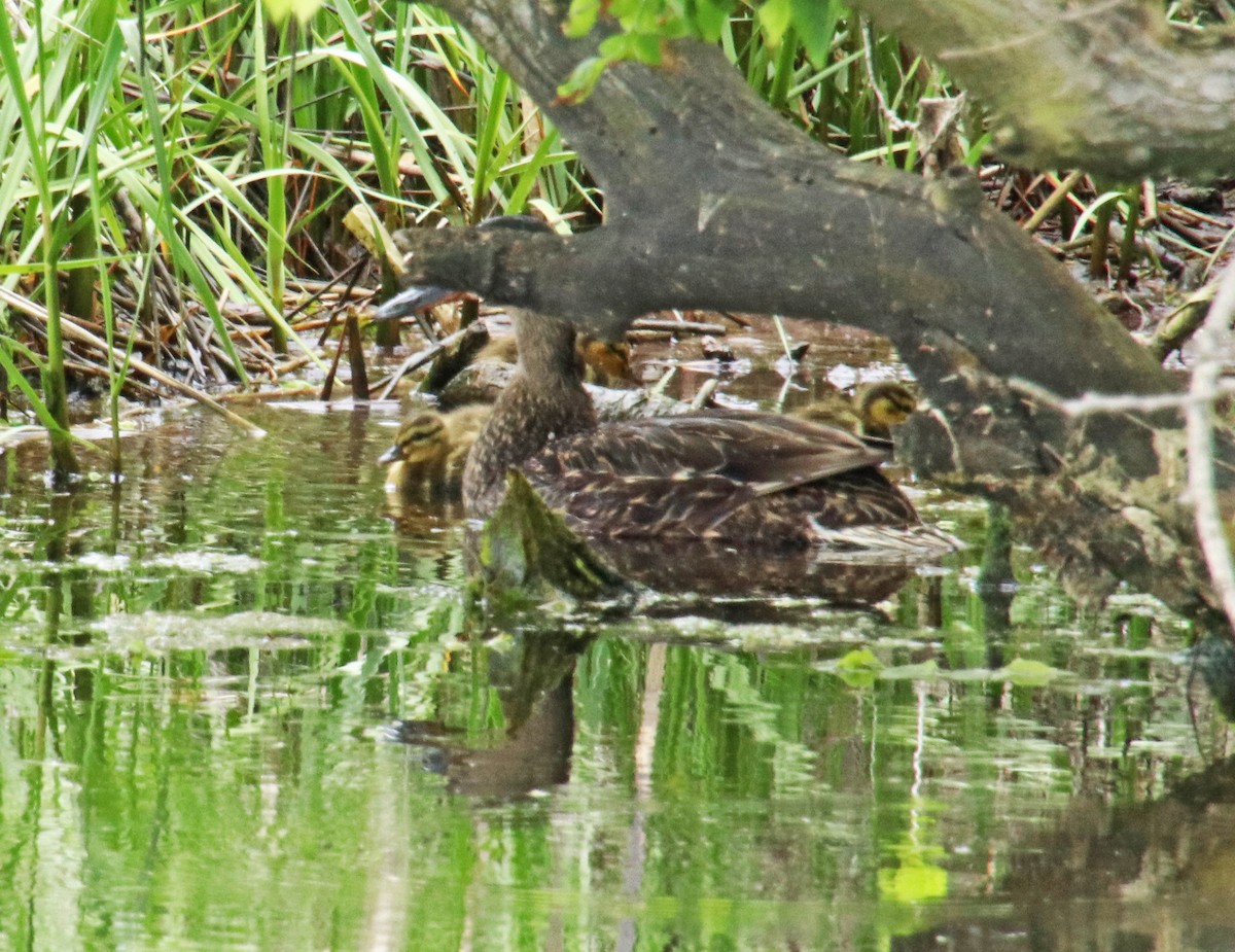 Mallard - Tom Nolan