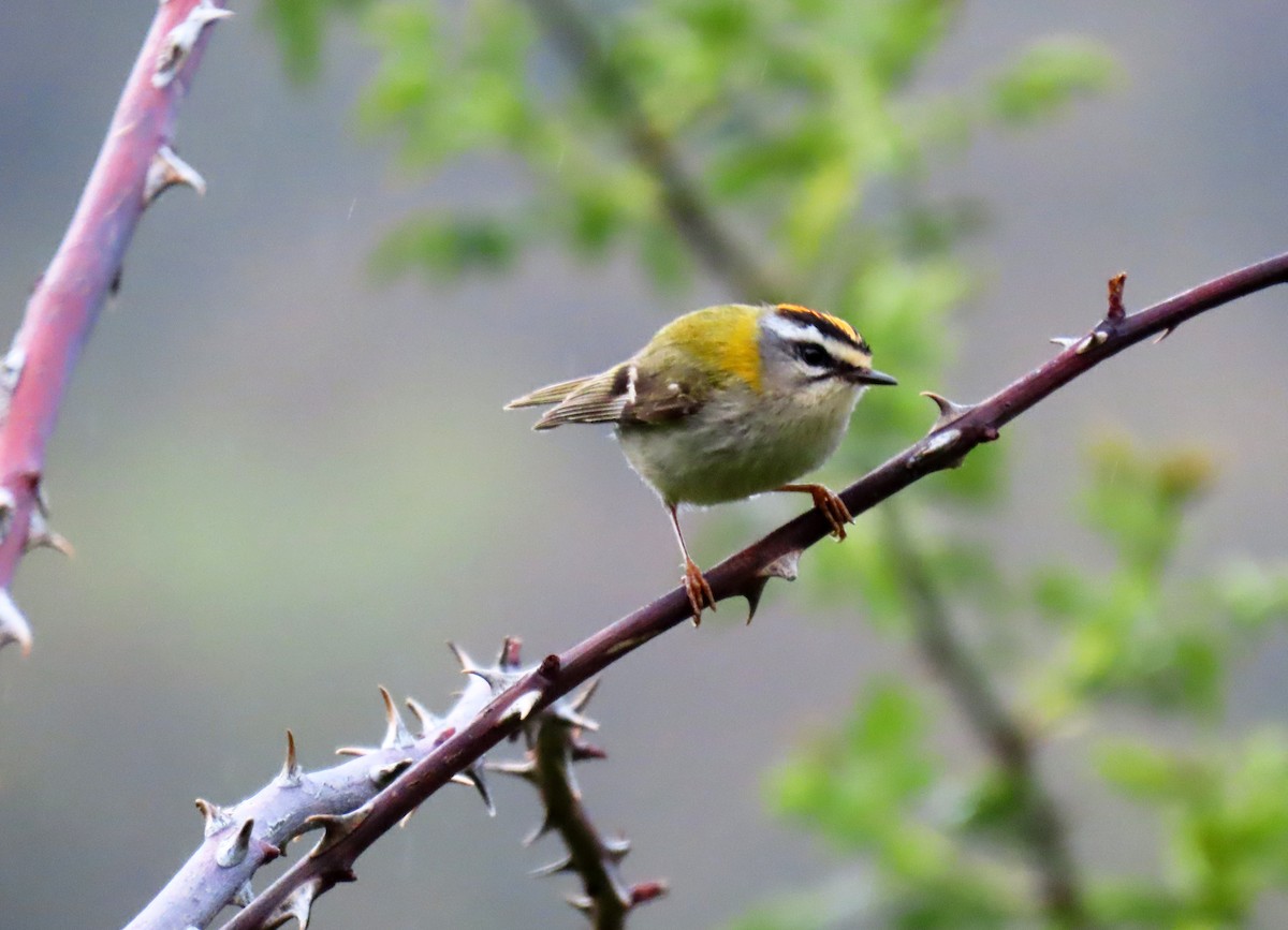 Common Firecrest - Francisco Javier Calvo lesmes