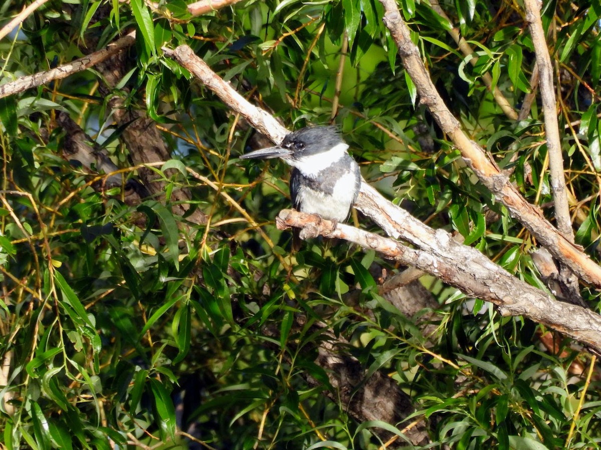 Belted Kingfisher - patricia kuzma sell