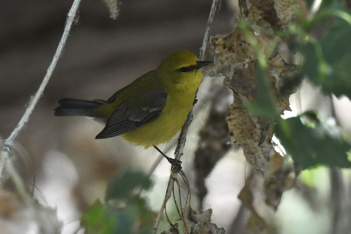 Blue-winged Warbler - Loren Wright