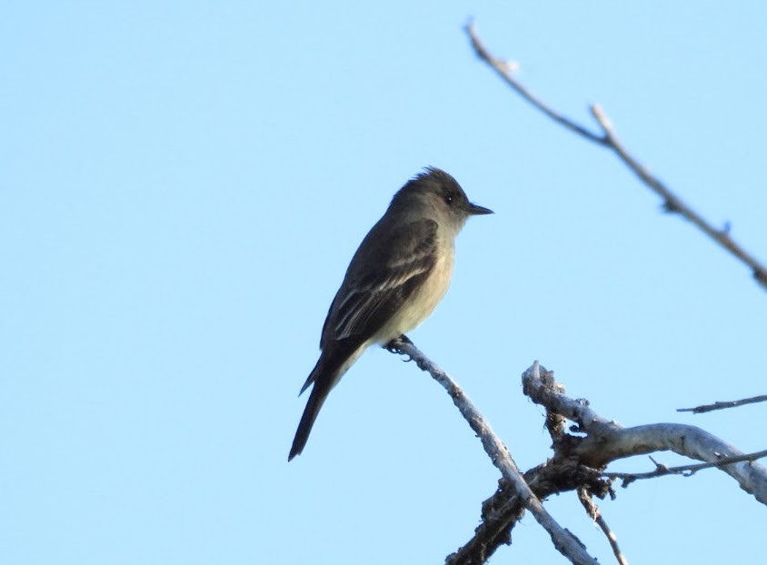 Western Wood-Pewee - patricia kuzma sell