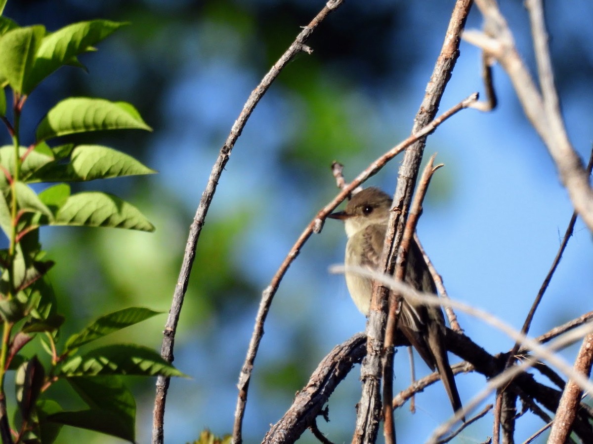 Western Wood-Pewee - patricia kuzma sell