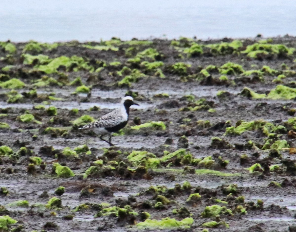 Black-bellied Plover - Tom Nolan